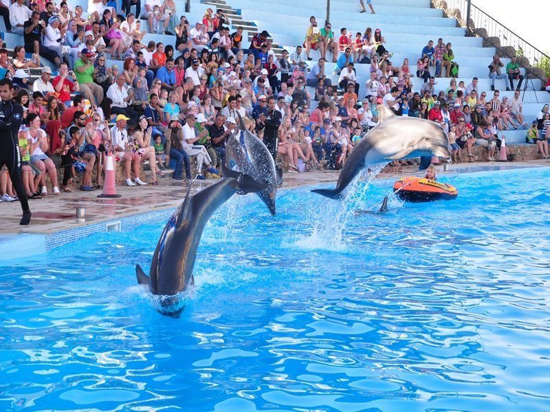 SHARM DOLPHINA PARK LO SPETTACOLO DEI DELFINI