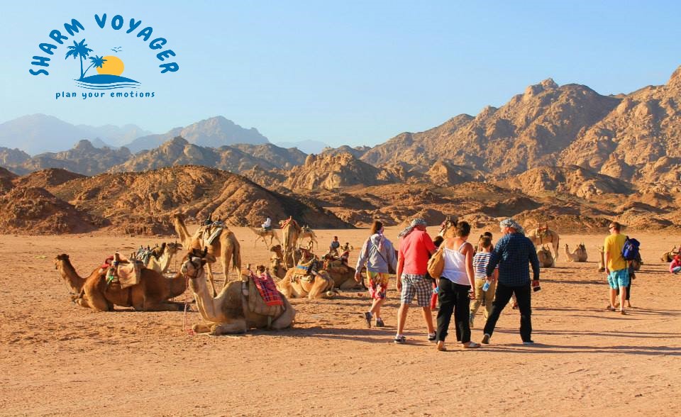 CAMMELLATA NEL DESERTO DI SHARM ELSHEIKH