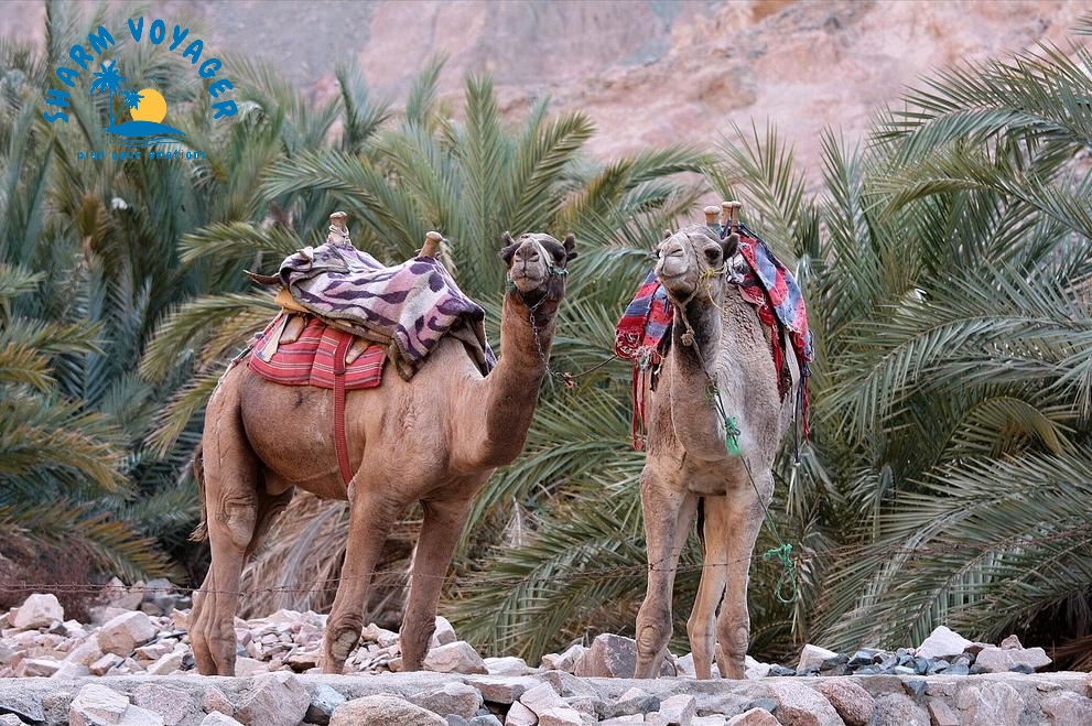CAMMELLATA NEL DESERTO DI SHARM ELSHEIKH