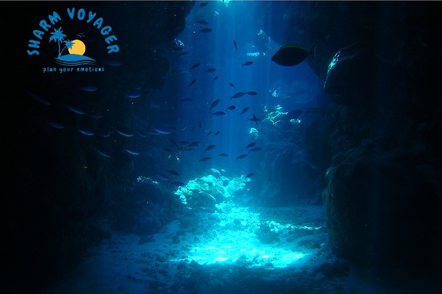IMMERSIONI E SNORKELING NEL MAR ROSSO